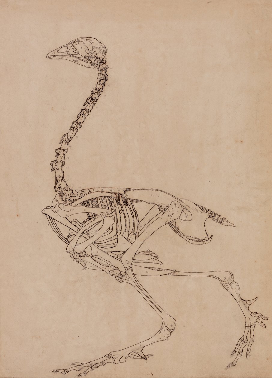 Studie drůbeže, boční pohled, ze srovnávací anatomické expozice stavby lidského těla s tygrem a drůbeží, 1795-1806 (pero a inkoust a grafit na tenkém tkaném papíru) od George Stubbs