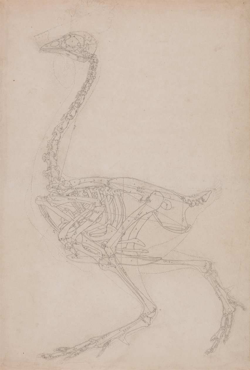 Studie drůbeže, boční pohled, z komparativní anatomické expozice stavby lidského těla s tygrem a drůbeží, 1795-1806 (grafit na silném tkaném papíru) od George Stubbs