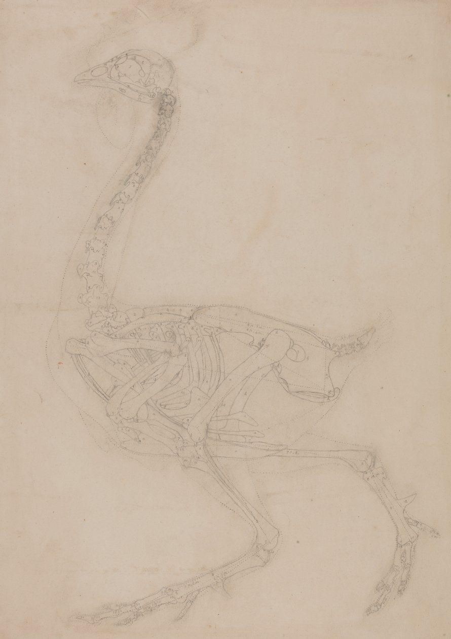 Studie drůbeže, boční pohled, ze srovnávací anatomické expozice stavby lidského těla s tygrem a drůbeží, 1795-1806 (grafit na tkaném papíře) od George Stubbs