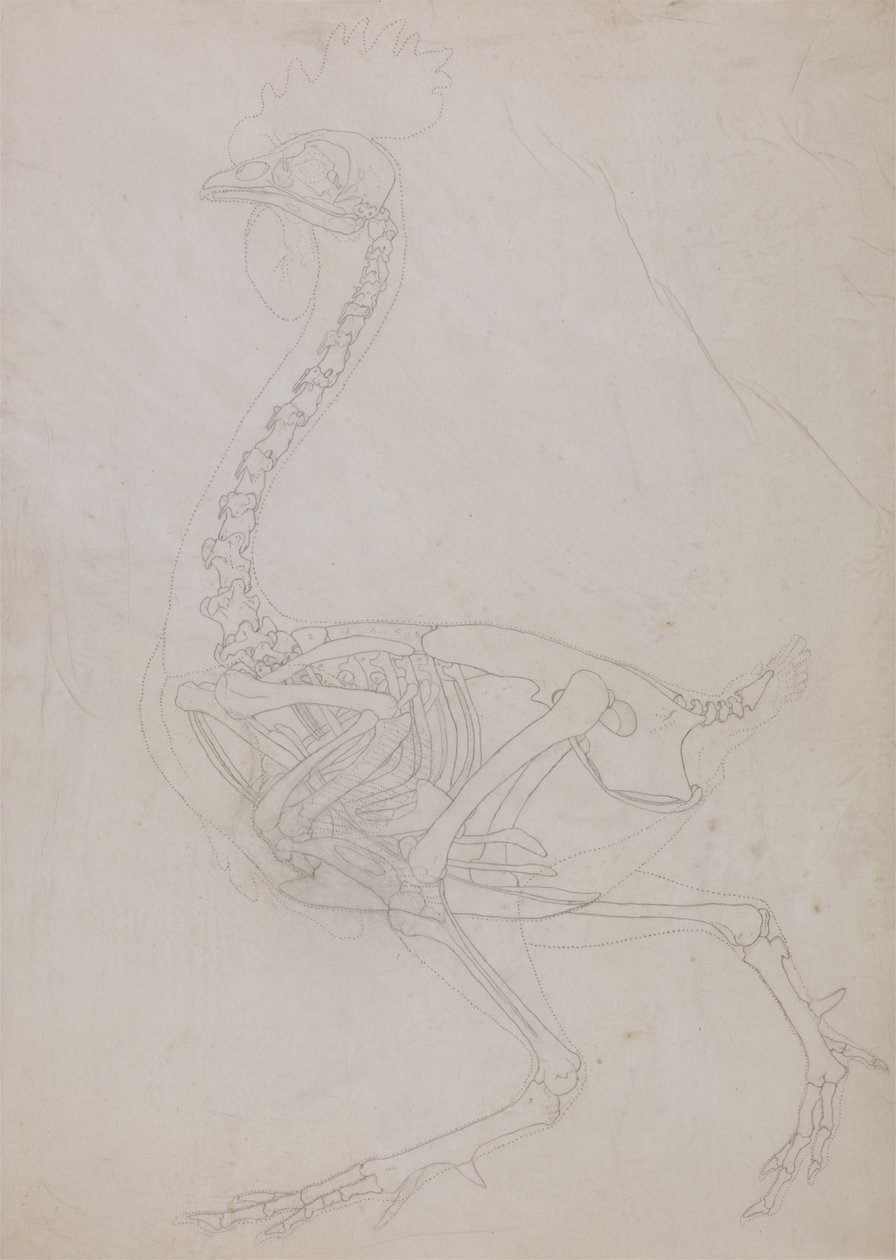 Studie drůbeže, boční pohled, ze srovnávací anatomické expozice stavby lidského těla s tygrem a drůbeží, 1795-1806 (grafit na tenkém tkaném papíru) od George Stubbs