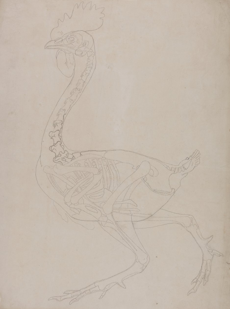 Studie drůbeže, boční pohled, ze srovnávací anatomické expozice stavby lidského těla s tygrem a drůbeží, 1795-1806 (grafit na tenkém tkaném papíru) od George Stubbs