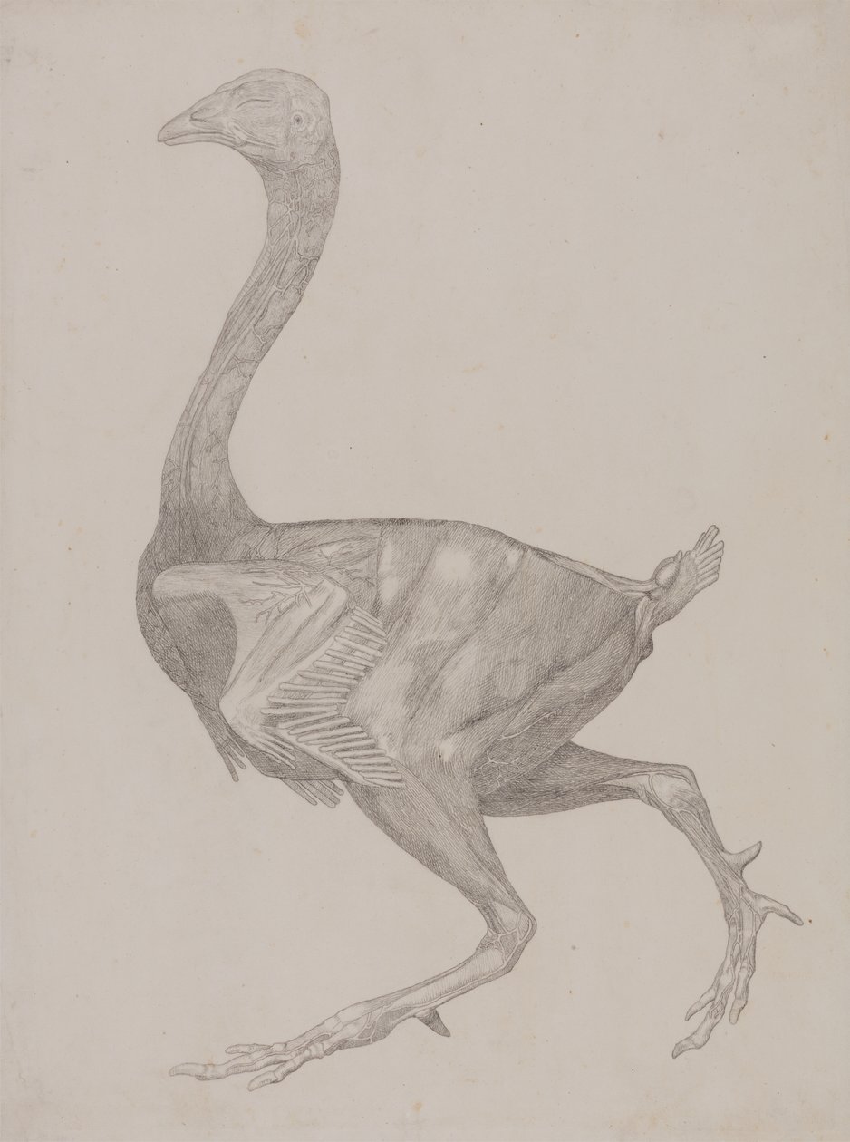 Studie drůbeže, boční pohled, ze srovnávací anatomické expozice stavby lidského těla s tygrem a drůbeží, 1795-1806 (grafit na tenkém tkaném papíru) od George Stubbs