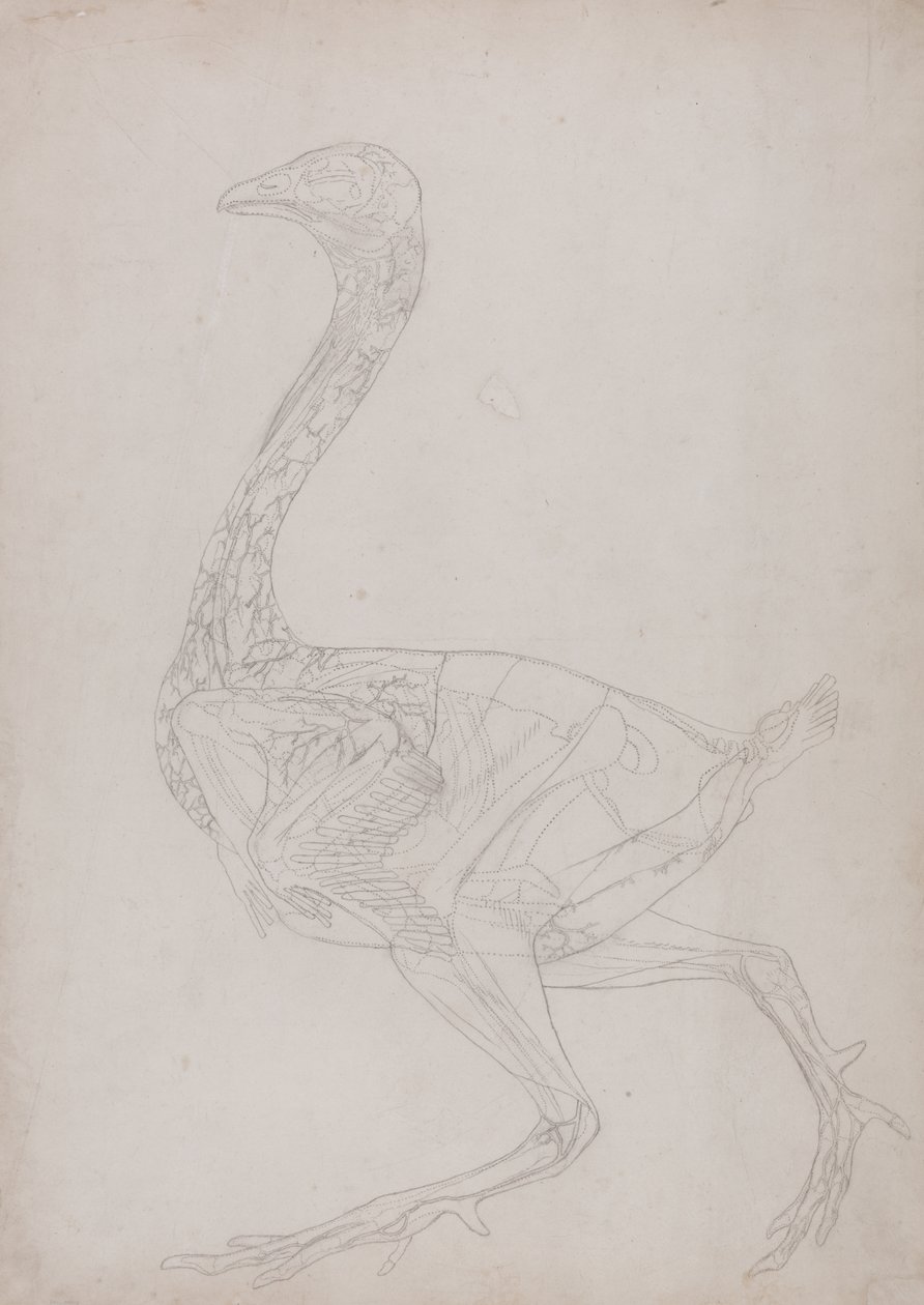 Studie drůbeže, boční pohled, ze Srovnávacího anatomického výkladu stavby lidského těla s tygrem a drůbeží, 1795-1806 (grafit na tenkém papíře) od George Stubbs