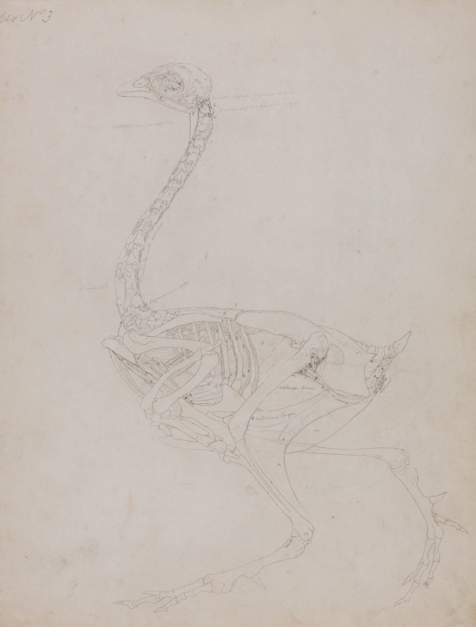 Studie drůbeže, boční pohled, ze Srovnávacího anatomického výkladu stavby lidského těla s tygrem a drůbeží, 1795-1806 (grafit na tenkém papíře) od George Stubbs