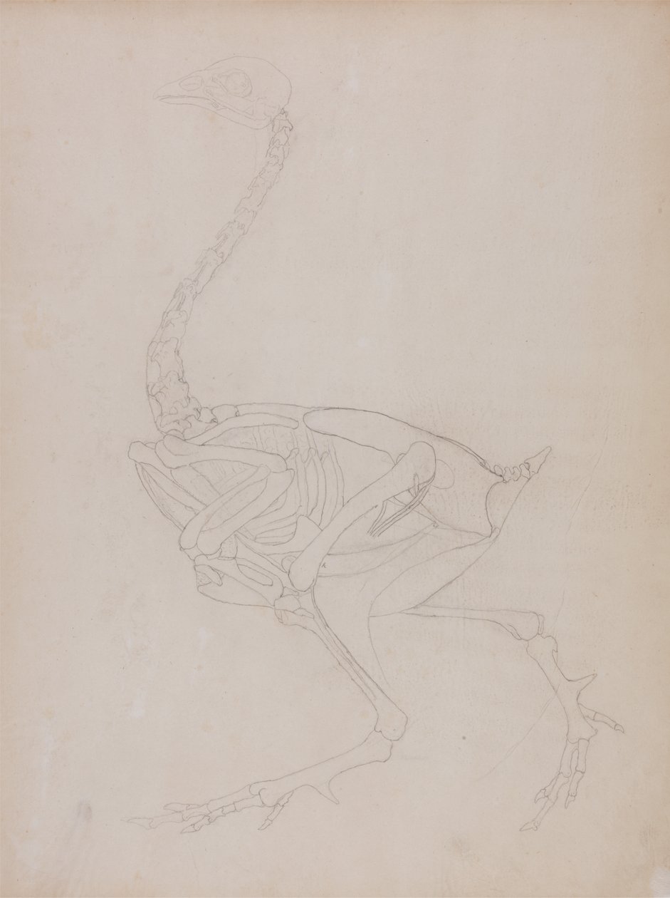 Studie drůbeže, boční pohled, ze Srovnávacího anatomického výkladu stavby lidského těla s tygrem a drůbeží, 1795-1806 (grafit na tenkém papíře) od George Stubbs