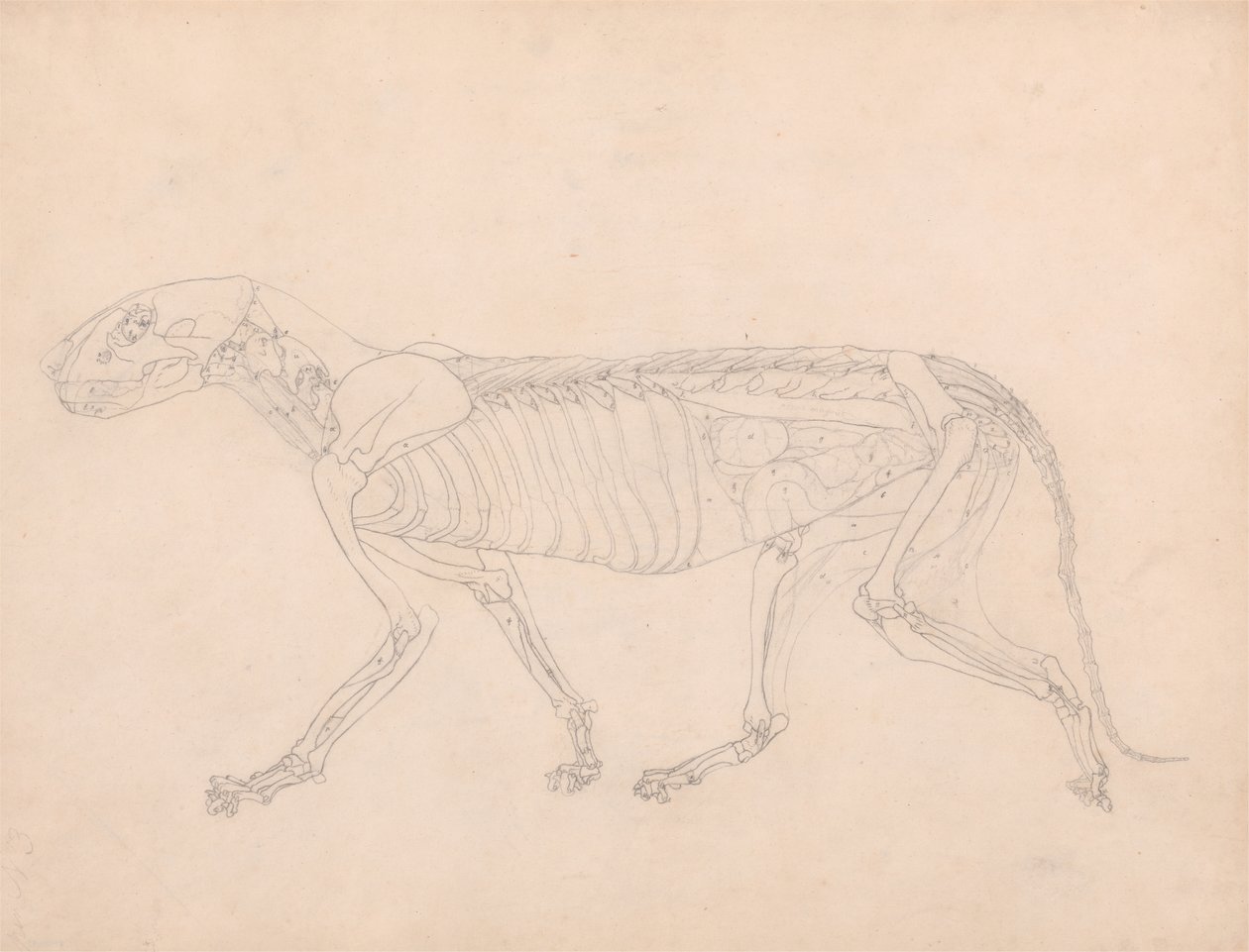 Studie tygra, laterální pohled, odkryté břišní vnitřnosti, z komparativní anatomické expozice stavby lidského těla se strukturou tygra a slepice, kolem 1795-1806 (grafit na od George Stubbs