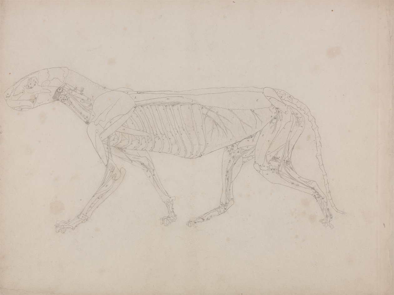 Studie tygra, laterální pohled, z komparativní anatomické expozice stavby lidského těla s tygrem a drůbeží, kolem 1795-1806 (grafit na patronovém papíru) od George Stubbs