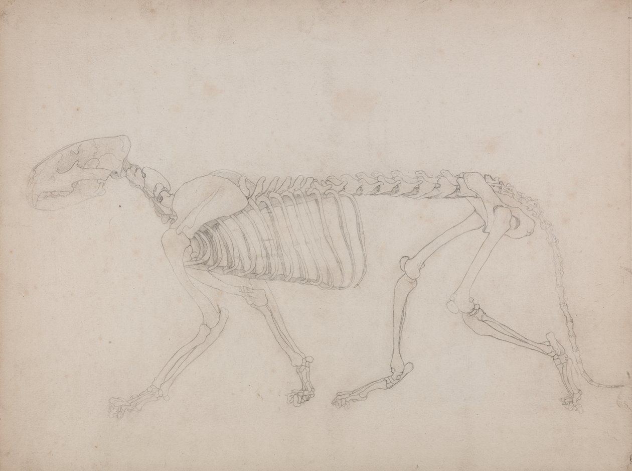 Studie tygra, laterální pohled, z komparativní anatomické expozice stavby lidského těla s tygrem a drůbeží, 1795-1806 (grafit na silném tkaném papíru) od George Stubbs