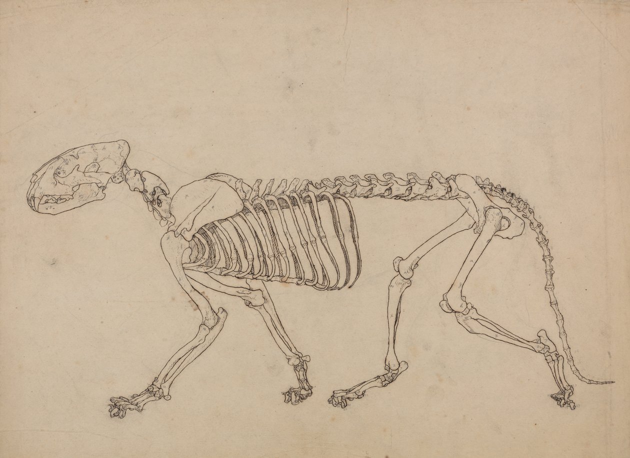 Studie tygra, boční pohled, z komparativní anatomické expozice stavby lidského těla s tygrem a drůbeží, 1795-1806 (pero a inkoust a grafit na tenkém tkaném papíře od George Stubbs