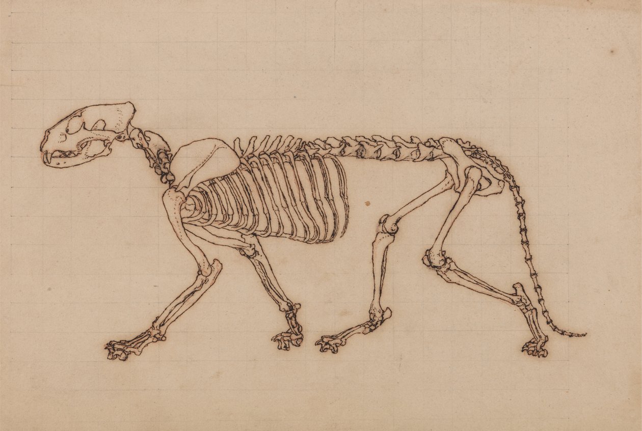 Studie tygra, laterální pohled, z komparativní anatomické expozice stavby lidského těla s tygrem a drůbeží, 1795-1806 (černý inkoust přes křídový grafit na těžkém wo od George Stubbs