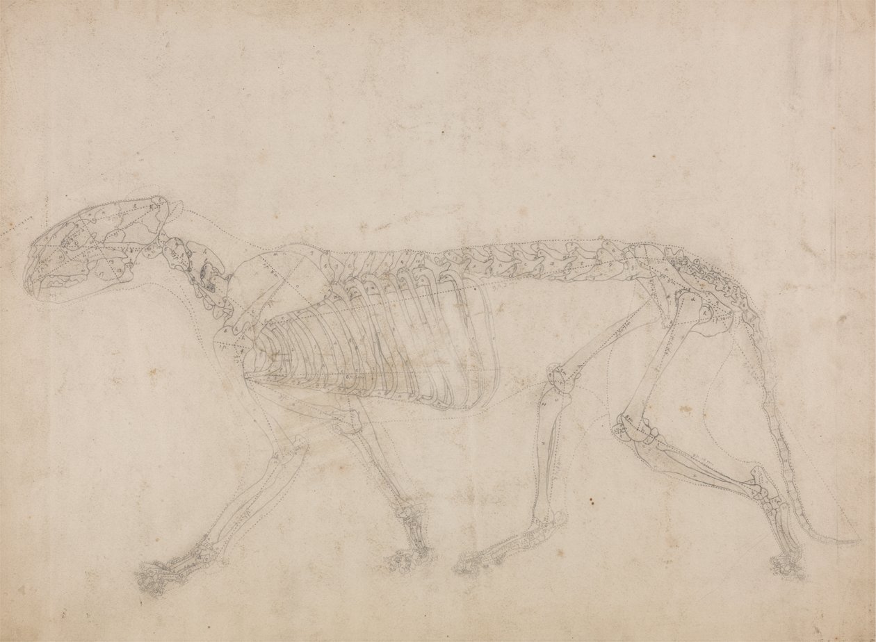 Studie tygra, laterální pohled, z komparativní anatomické expozice stavby lidského těla s tygrem a drůbeží, 1795-1806 (grafit na silném tkaném papíru) od George Stubbs
