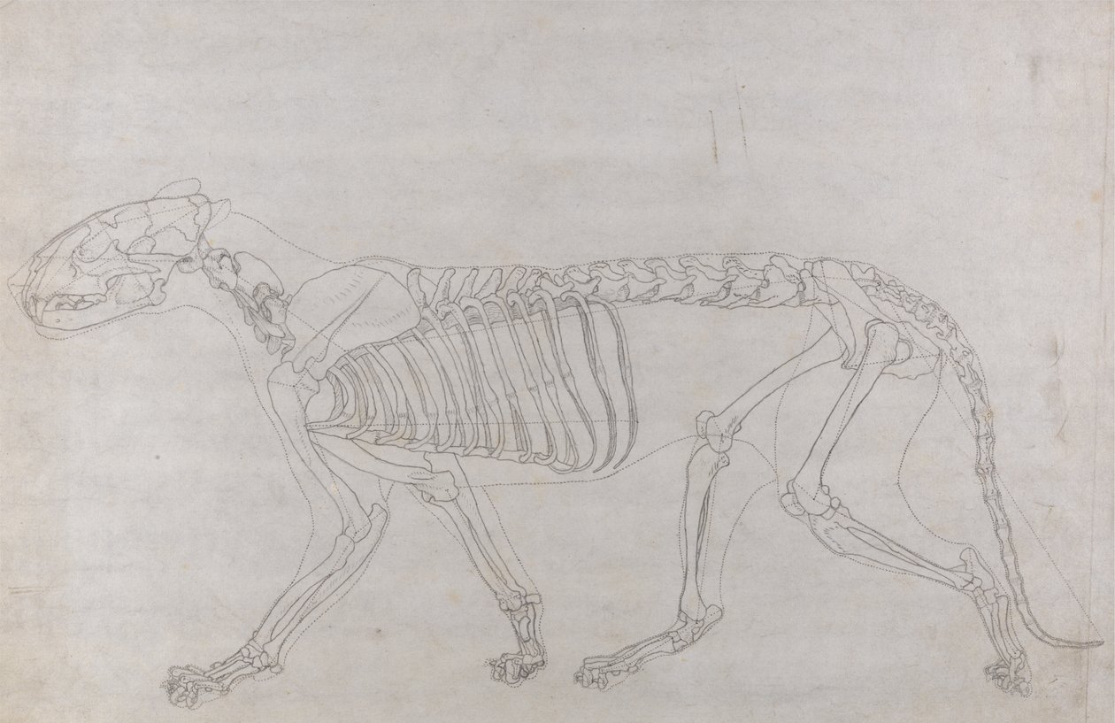 Studie tygra, laterální pohled, z komparativní anatomické expozice stavby lidského těla s tygrem a drůbeží, 1795-1806 (grafit na tenkém tkaném papíru) od George Stubbs
