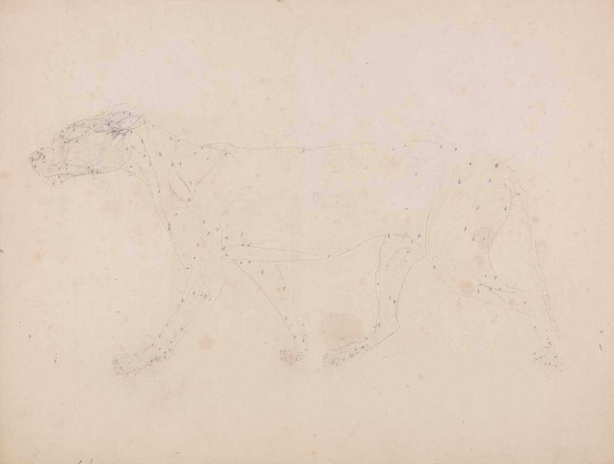 Studie tygra, laterální pohled, z komparativní anatomické expozice stavby lidského těla s tygrem a drůbeží, 1795-1806 (grafit na tkaném papíru) od George Stubbs