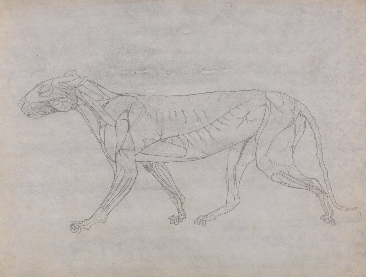 Studie tygra, laterální pohled, z komparativní anatomické expozice stavby lidského těla s tygrem a drůbeží, 1795-1806 (grafit na tenkém tkaném papíru) od George Stubbs
