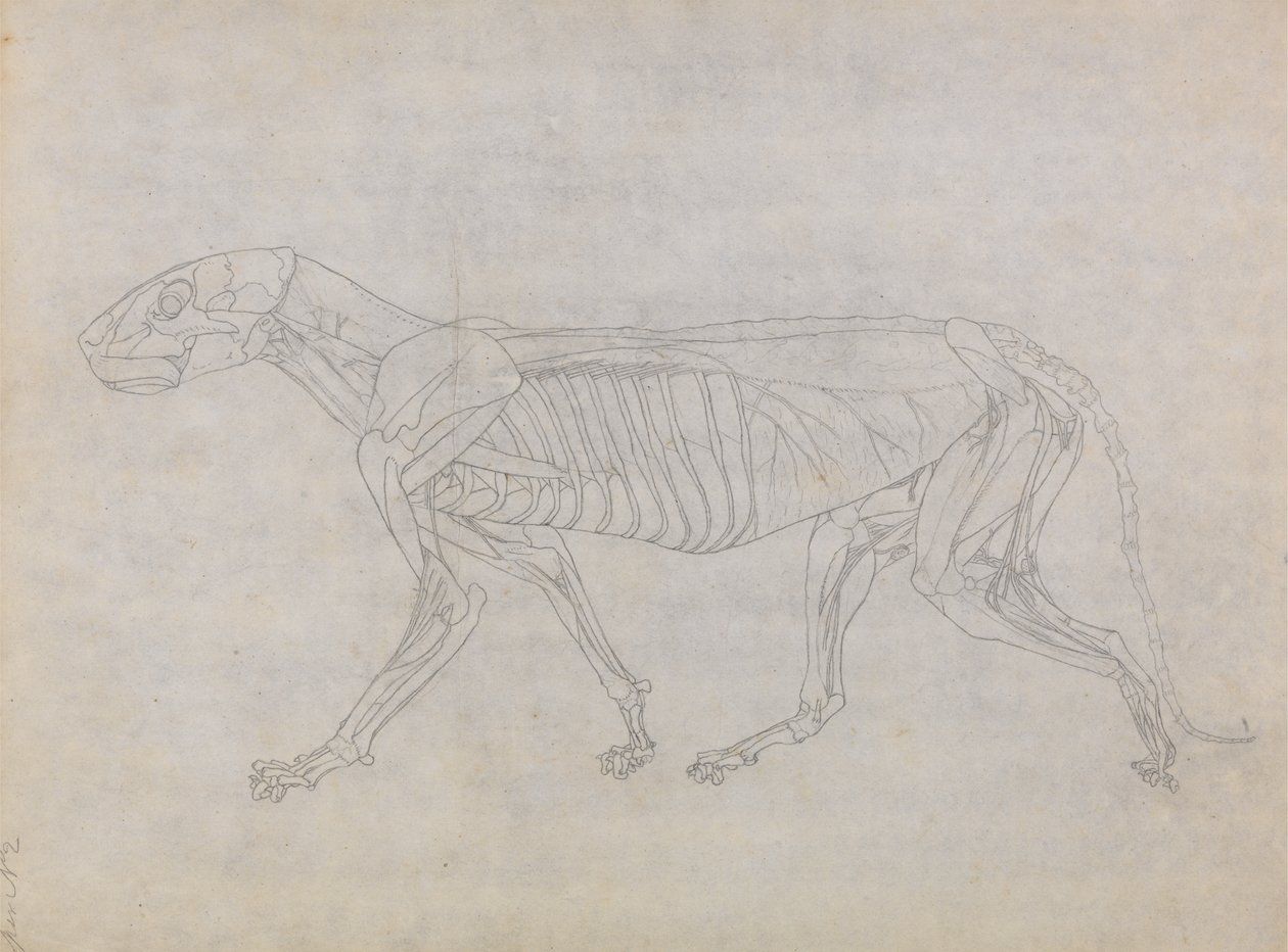 Studie tygra, laterální pohled, z komparativní anatomické expozice stavby lidského těla s tygrem a drůbeží, 1795-1806 (grafit na tenkém tkaném papíru) od George Stubbs