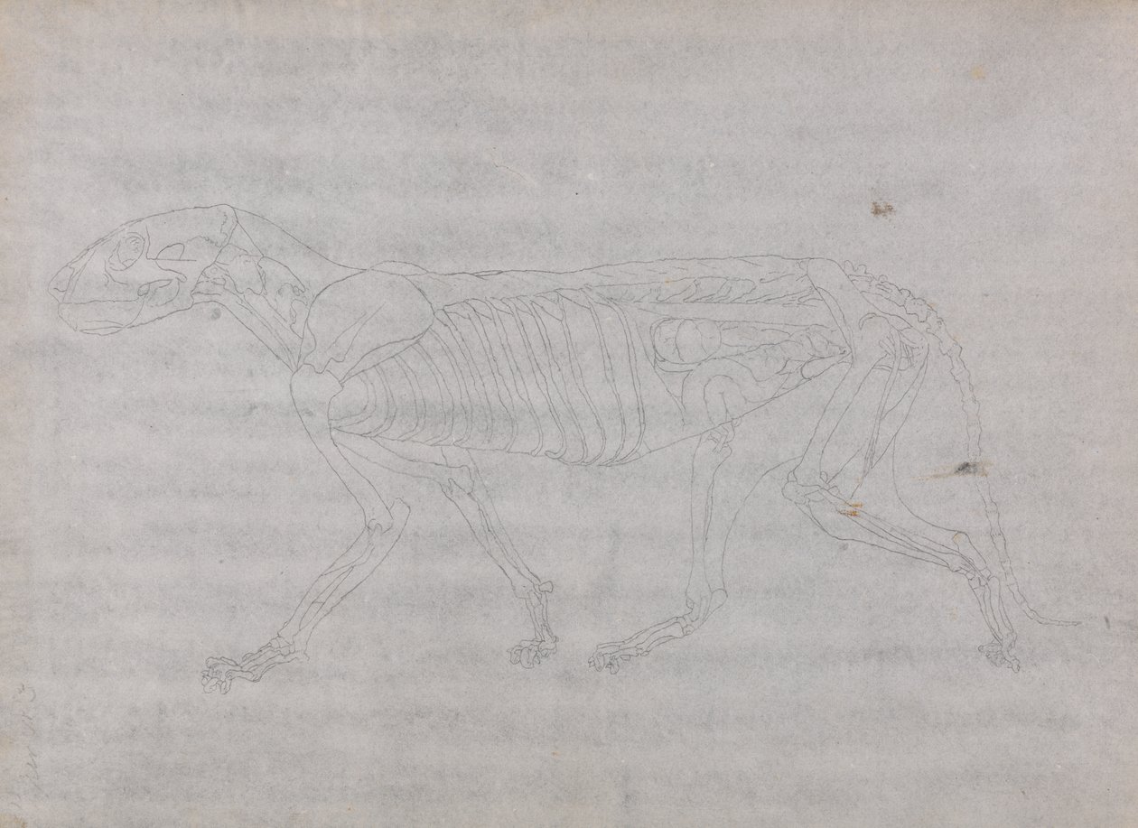 Studie tygra, laterální pohled, z komparativní anatomické expozice stavby lidského těla s tygrem a drůbeží, 1795-1806 (grafit na tenkém tkaném papíru) od George Stubbs