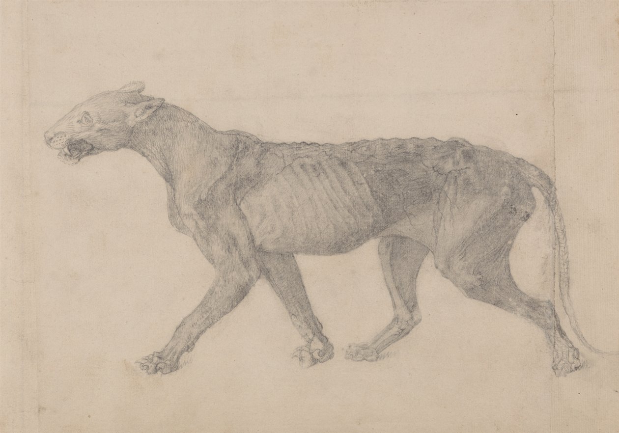 Studie tygra, laterální pohled, z komparativní anatomické expozice stavby lidského těla s tygrem a drůbeží, 1795-1806 (grafit na proloženém papíře) od George Stubbs