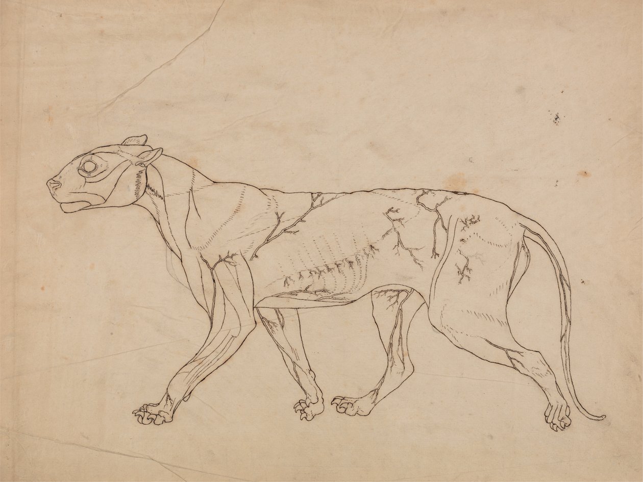 Studie tygra, laterální pohled, z komparativní anatomické expozice stavby lidského těla s tygrem a drůbeží, 1795-1806 (grafit na silném tkaném papíru) od George Stubbs
