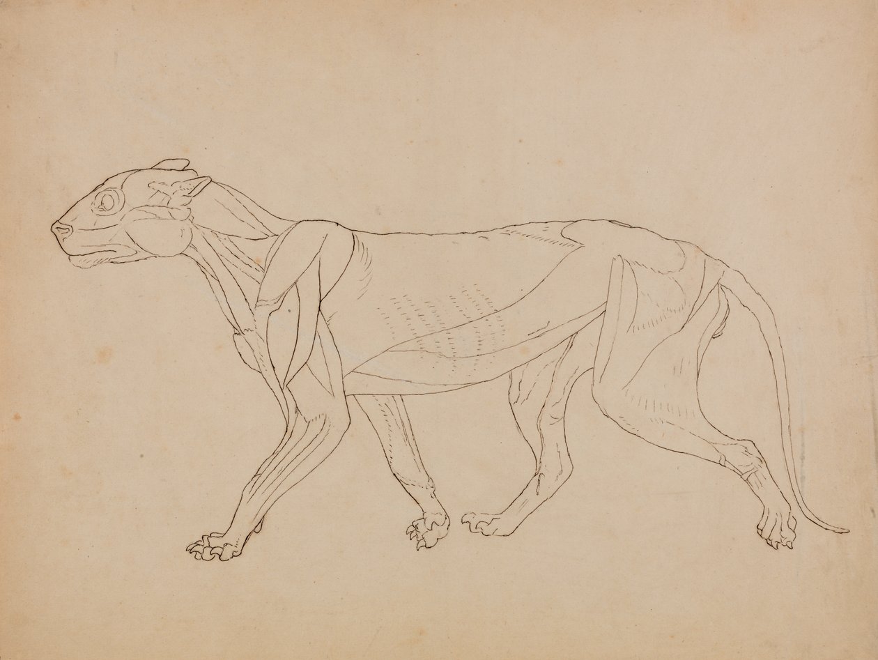 Studie tygra, laterální pohled, z komparativní anatomické expozice stavby lidského těla se strukturou tygra a slepice, 1795-1806 (pero a inkoust na grafitu a křída na tkanině p od George Stubbs