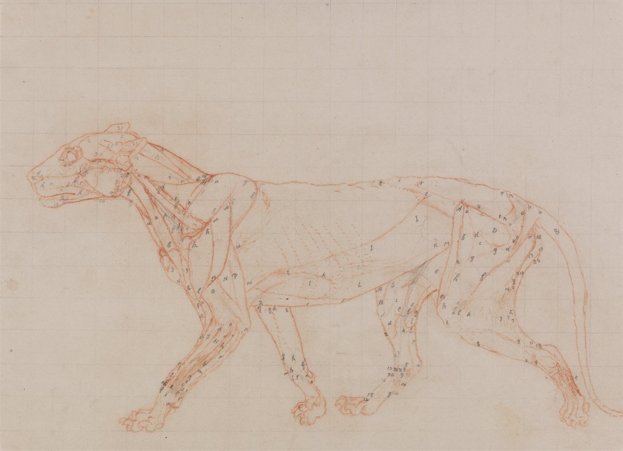Studie tygra, laterální pohled, z komparativní anatomické expozice stavby lidského těla se strukturou tygra a slepice, 1795-1806 (červená křída a grafit na tkaném papíře) od George Stubbs