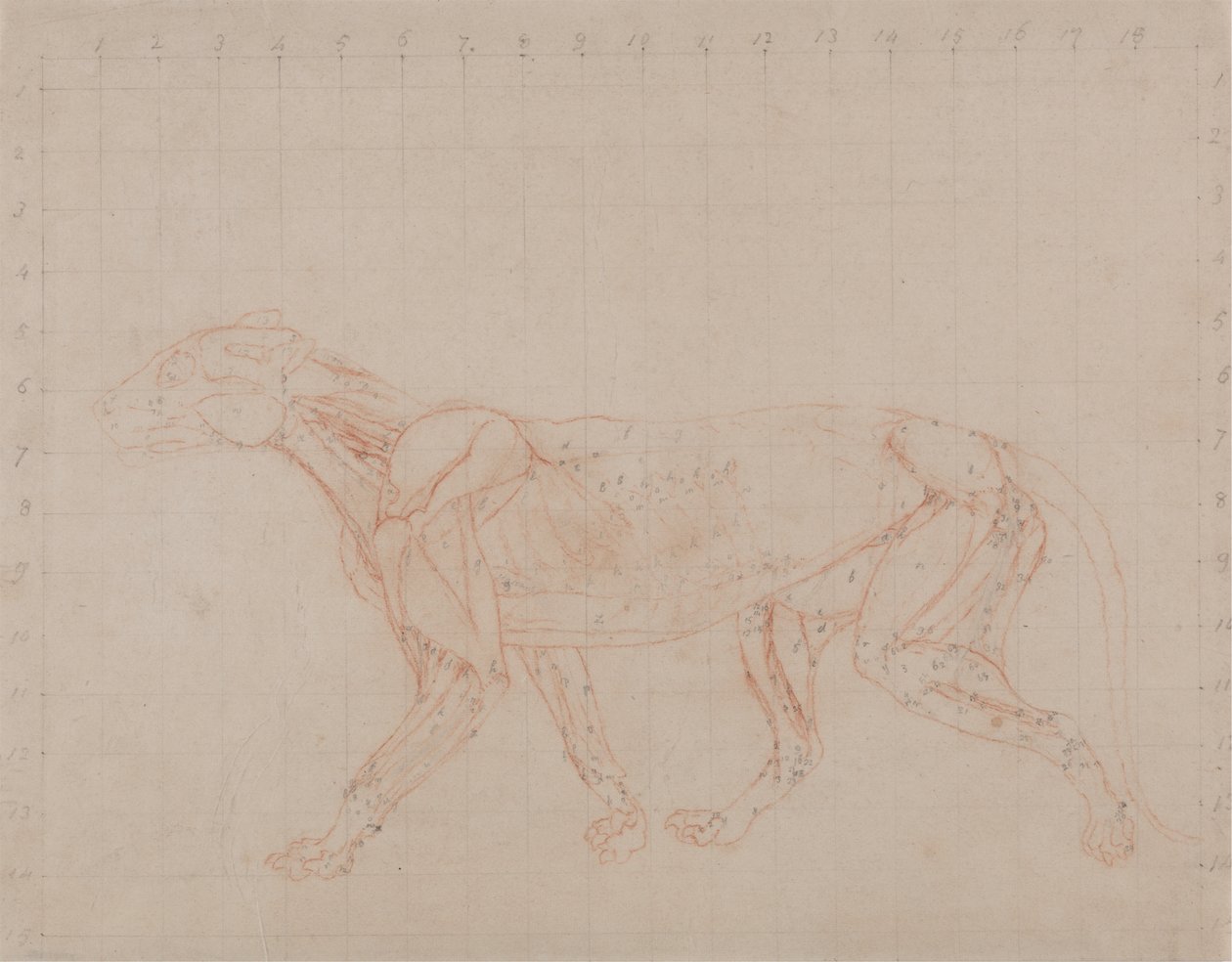 Studie tygra, boční pohled, z komparativní anatomické expozice stavby lidského těla s tygrem a drůbeží, 1795-1806 (červený křídový grafit na tkaném papíře) od George Stubbs