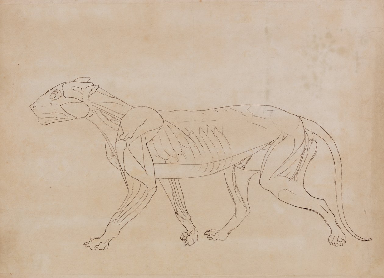 Studie tygra, boční pohled, z komparativní anatomické expozice stavby lidského těla s tygrem a slepicí, 1795-1806 (pero a černý inkoust přes grafit na tkaném papíře od George Stubbs