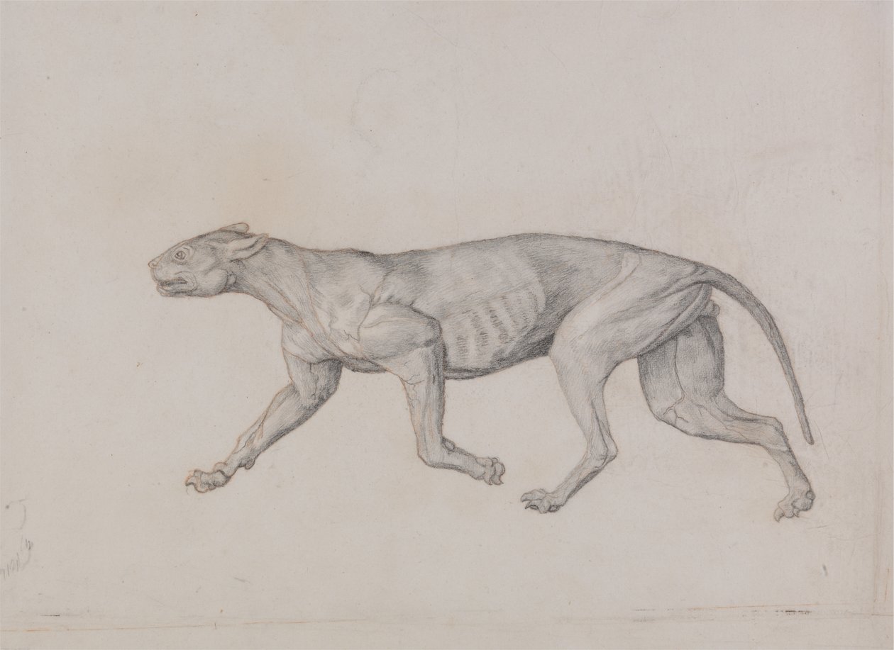 Studie tygra, boční pohled, z komparativní anatomické expozice stavby lidského těla s tygrem a drůbeží, 1795-1806 (grafit s červenou křídou na tenkém tkaném papíře od George Stubbs