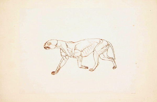Studie tygra, laterální pohled, z komparativní anatomické expozice stavby lidského těla s tygrem a drůbeží, 1795-1806 (pero a inkoust přes červenou křídu na tenkém tkaném papíře od George Stubbs