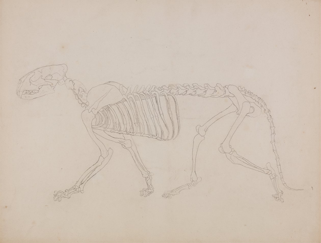 Studie tygra, laterální pohled, z „Srovnávací anatomické expozice stavby lidského těla s tygrem a drůbeží“ od George Stubbs