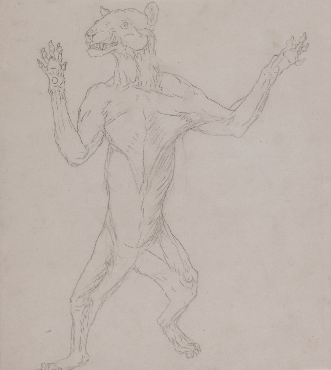 Studie tygra, stojícího v lidském držení těla, z komparativní anatomické expozice stavby lidského těla s tygrem a drůbeží, 1795-1806 (grafit na tenkém tkaném papíru) od George Stubbs
