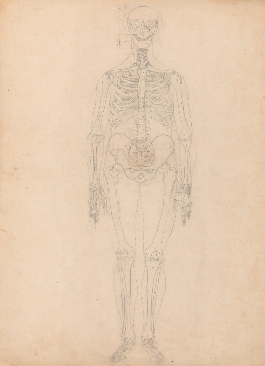 Studie lidské postavy, pohled zepředu, diagram pro klíč k tabulce I, ze srovnávací anatomické expozice stavby lidského těla s tygrem a slepicí, kolem 1795-1806 (g od George Stubbs