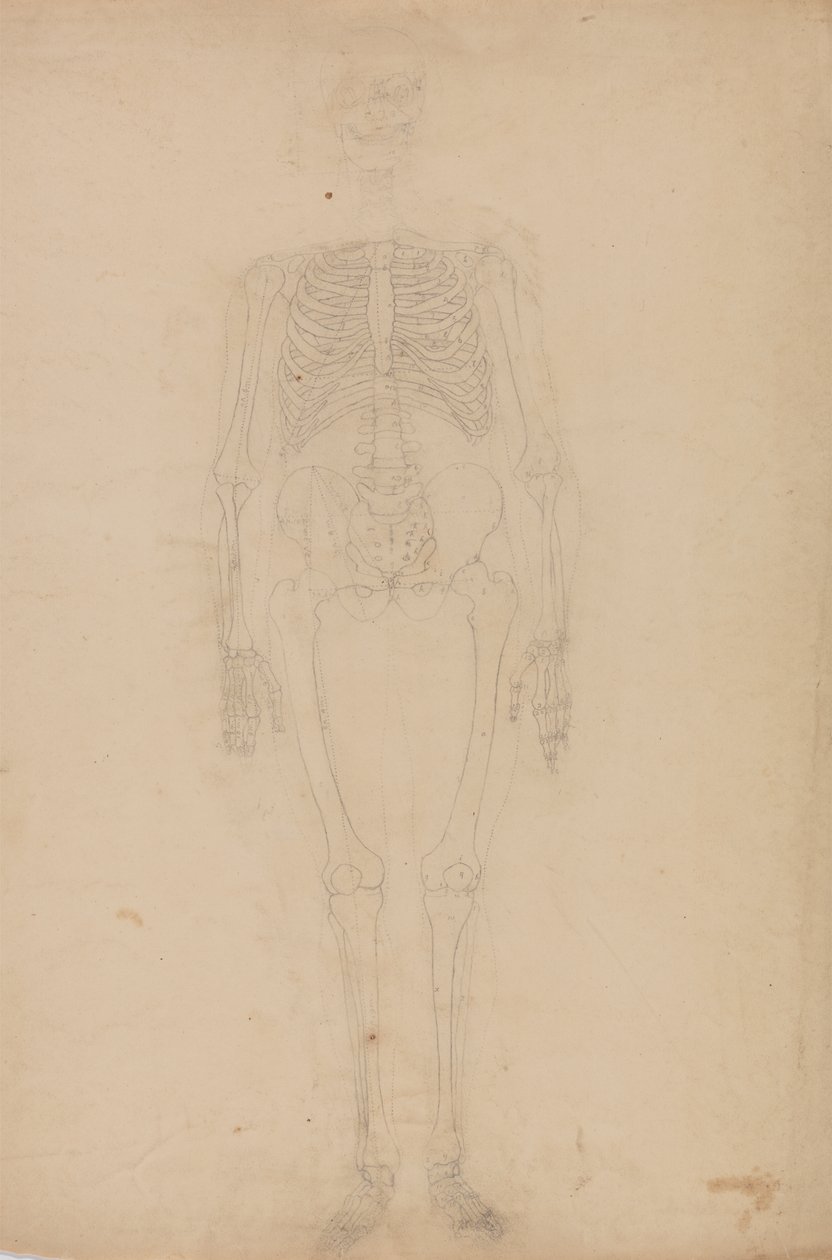 Studie lidské postavy, přední pohled, ze Srovnávacího anatomického výkladu stavby lidského těla s tygrem a ptákem, asi 1795-1806 (grafit na papíře) od George Stubbs