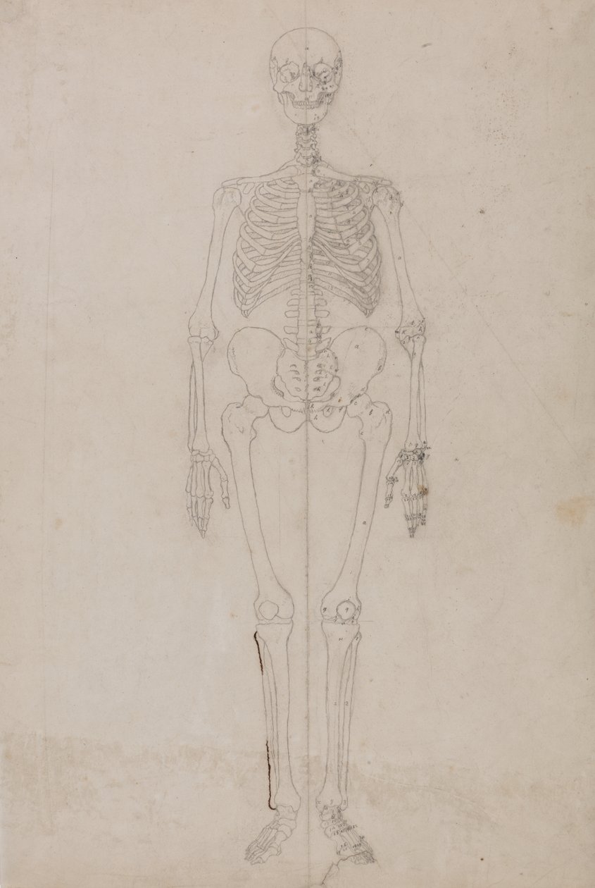 Studie lidské postavy, pohled zepředu, z komparativní anatomické expozice struktury lidského těla se strukturou tygra a slepice, kolem 1795-1806 (grafit a inkoust na papíře) od George Stubbs
