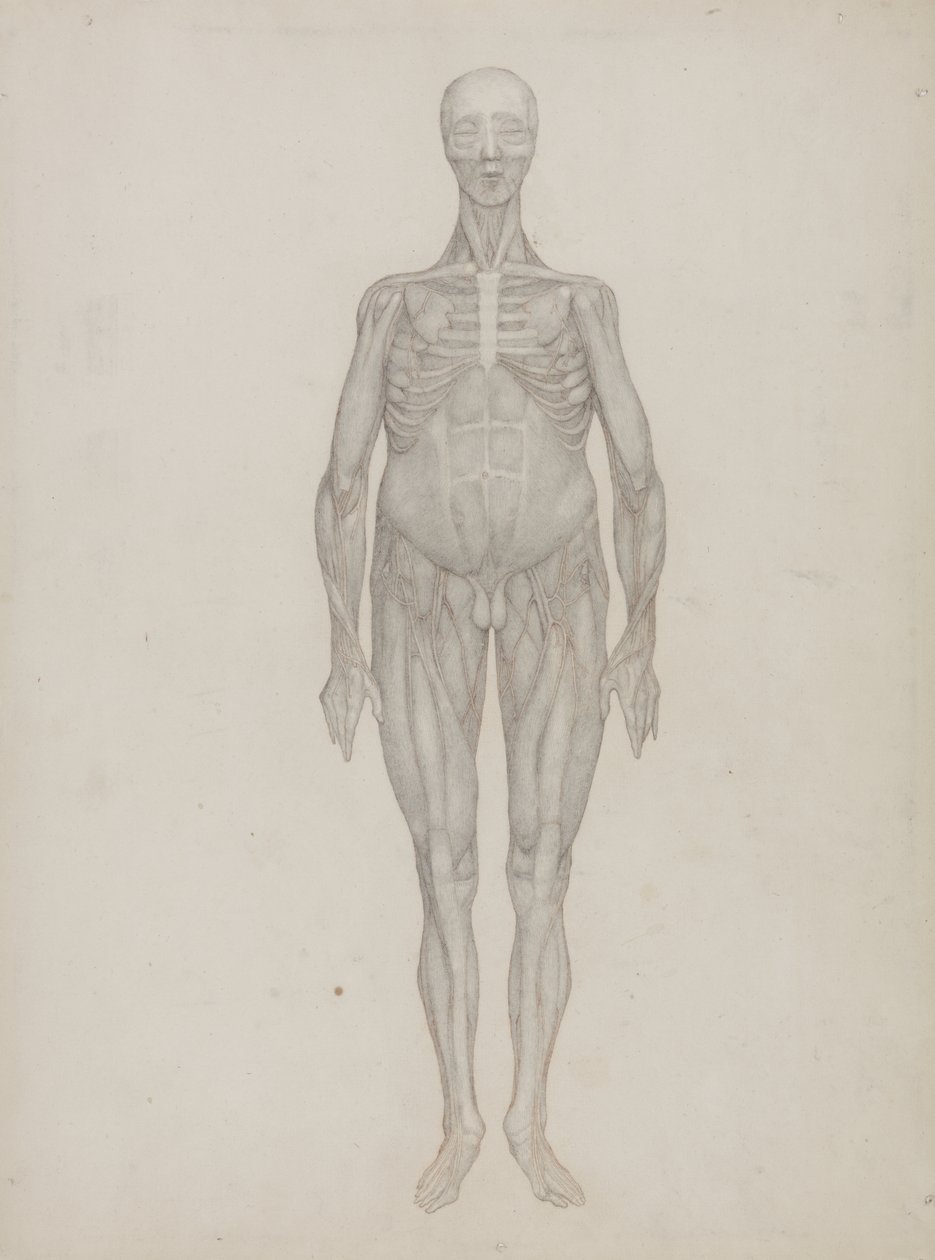 Studie lidské postavy, pohled zepředu, z „Srovnávací anatomické expozice struktury lidského těla se strukturou tygra a slepice obecné“, kolem 1795-1806 (grafit na patronovém papíru) od George Stubbs