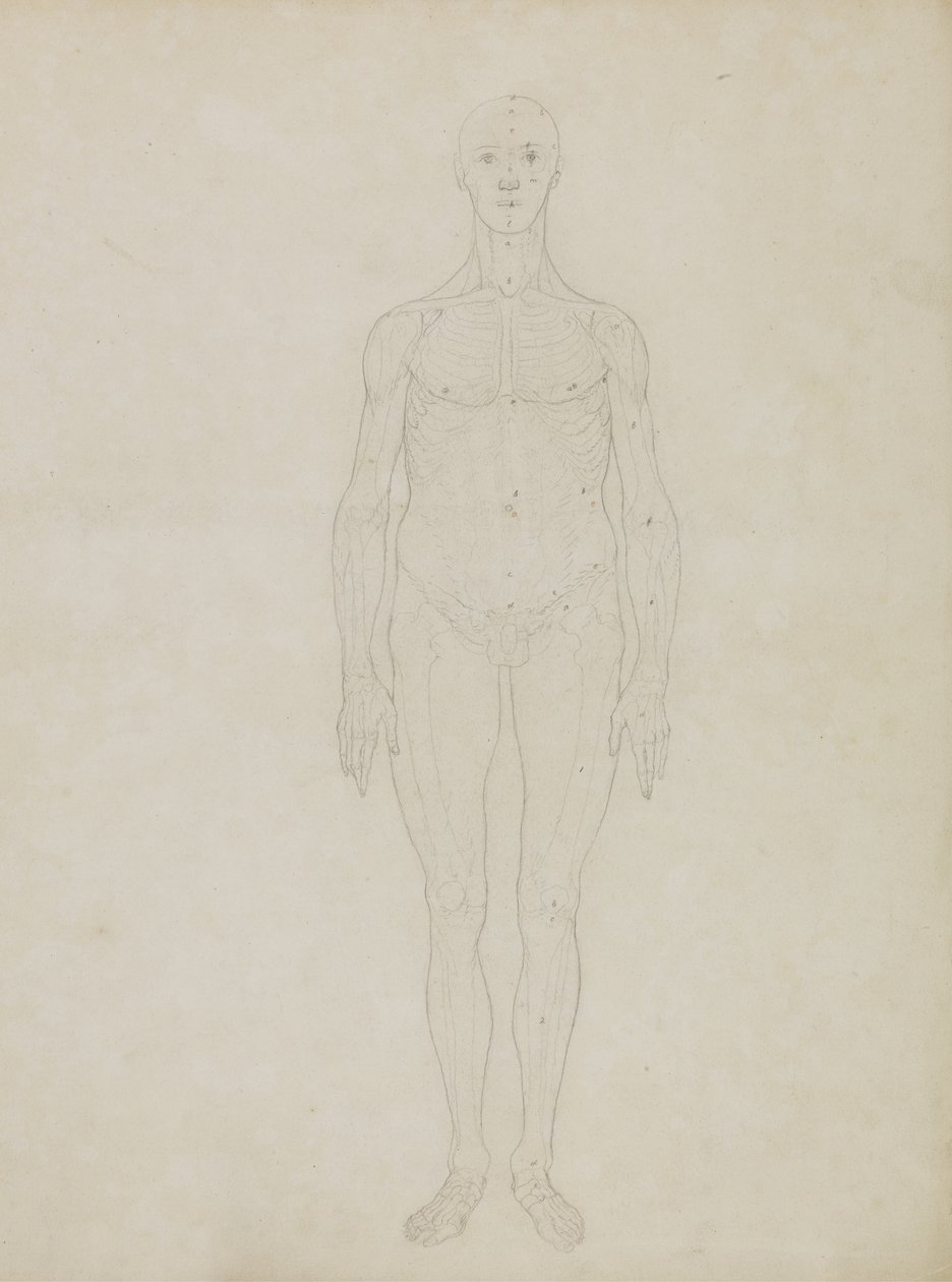 Studie lidské postavy, pohled zepředu, z „Srovnávací anatomické expozice stavby lidského těla s tygrem a drůbeží“. od George Stubbs