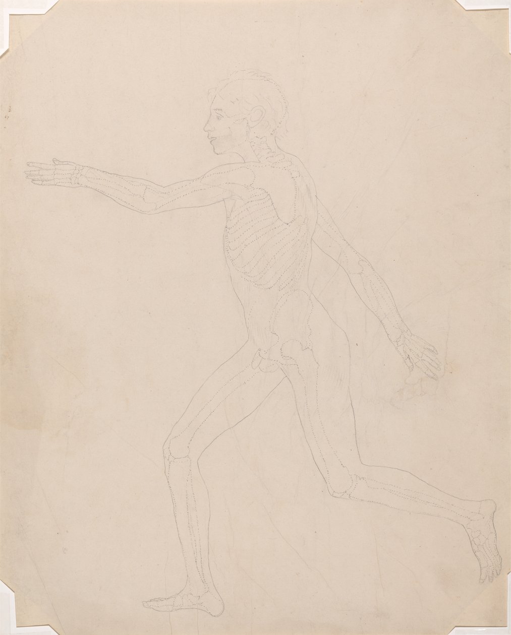 Studie lidské postavy, laterální pohled, srovnávací anatomická expozice stavby lidského těla se stavbou tygra a slepice, kolem 1795-1806 (grafit na patronovém papíru) od George Stubbs