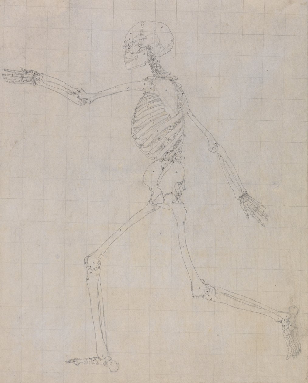 Studie lidské postavy, laterální pohled, dokončená studie pro tabulku III, z Komparativní anatomické expozice struktury lidského těla s tygrem a slepicí, 1795-1806 (gr od George Stubbs