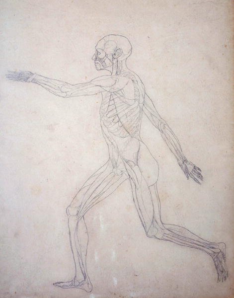 Studie lidské postavy, boční pohled, z komparativní anatomické expozice struktury lidského těla s tygrem a slepicí, kolem 1795-1806 (grafit na patronovém papíru) od George Stubbs