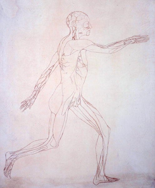 Studie lidské postavy, laterální pohled, z komparativní anatomické expozice stavby lidského těla s tygrem a drůbeží, kolem 1795-1806 (inkoust na papíře) od George Stubbs