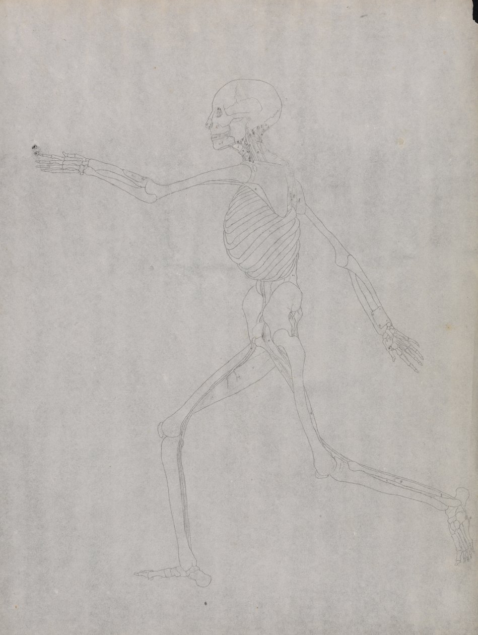 Studie lidské postavy, laterální pohled, z komparativní anatomické expozice stavby lidského těla se strukturou tygra a slepice, 1795-1806 (grafit na silném tkaném papíru) od George Stubbs