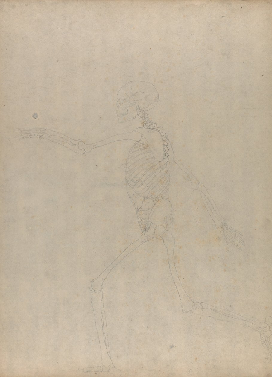 Studie lidské postavy, laterální pohled, z komparativní anatomické expozice stavby lidského těla se strukturou tygra a slepice, 1795-1806 (grafit na silném tkaném papíru) od George Stubbs