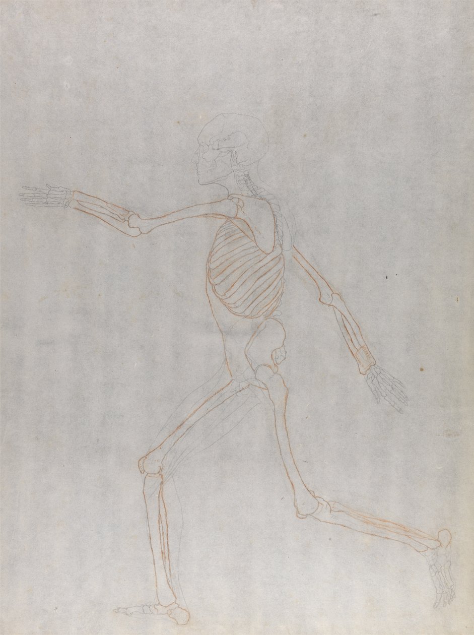 Studie lidské postavy, laterální pohled, ze srovnávací anatomické expozice stavby lidského těla s tygrem a drůbeží, 1795-1806 (grafit a červená křída na tenkém w od George Stubbs