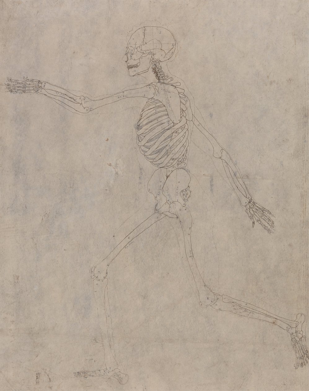 Studie lidské postavy, laterální pohled, z komparativní anatomické expozice stavby lidského těla se strukturou tygra a slepice, 1795-1806 (grafit s inkoustem na těžké tkanině od George Stubbs