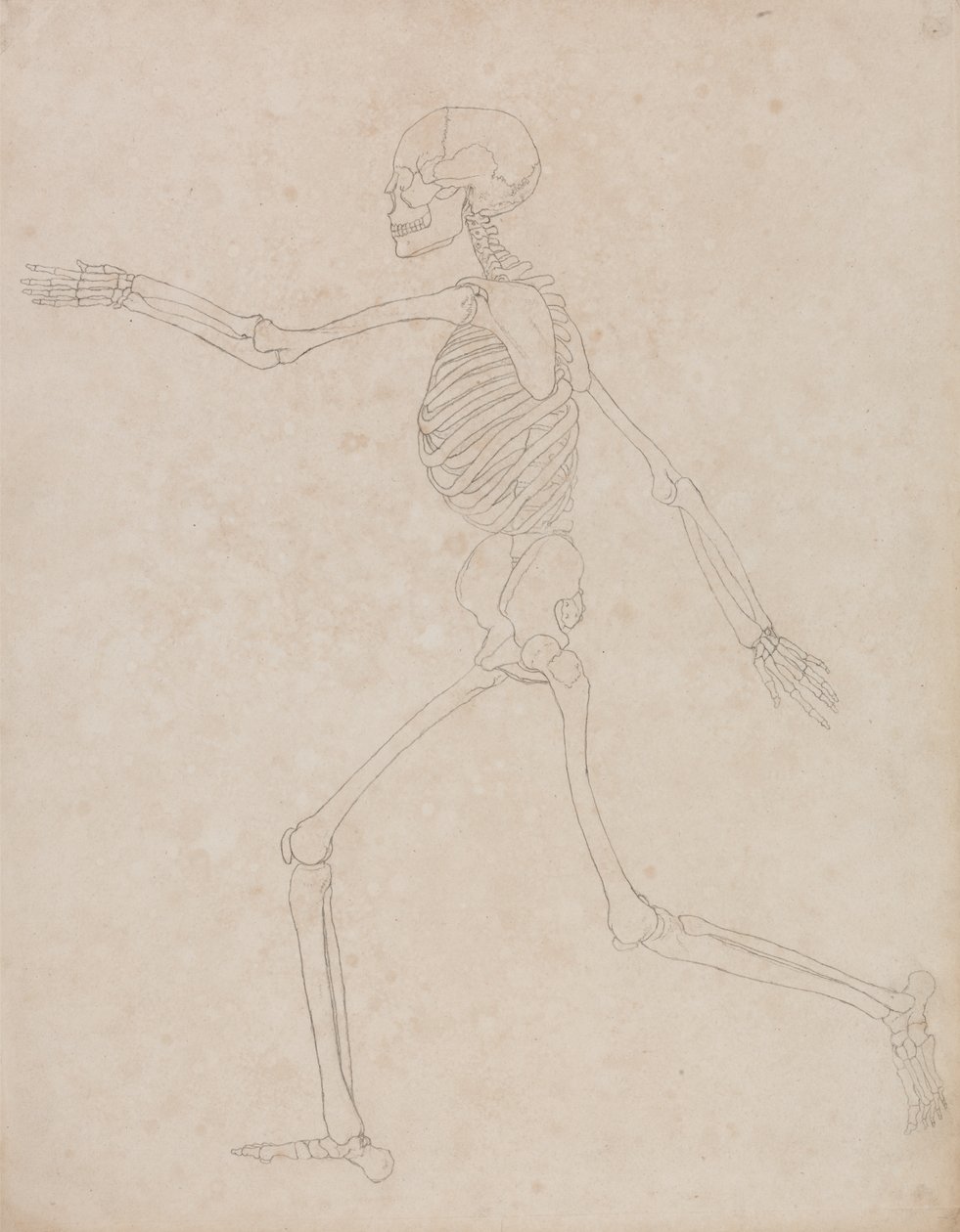Studie lidské postavy, laterální pohled, z komparativní anatomické expozice stavby lidského těla se strukturou tygra a slepice, 1795-1806 (grafit na silném tkaném papíru) od George Stubbs