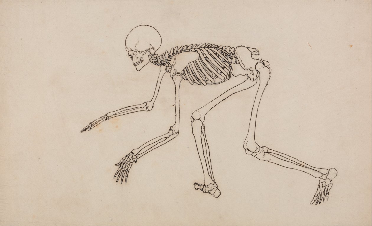 Studie lidské postavy, laterální pohled, z komparativní anatomické expozice stavby lidského těla se strukturou tygra a slepice, 1795-1806 (pero a inkoust na grafitu na wov od George Stubbs