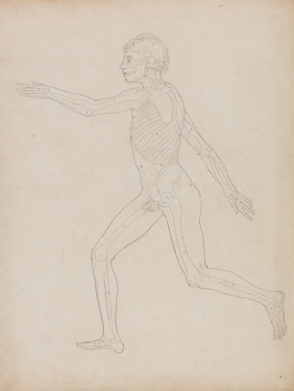 Studie lidské postavy, boční pohled, ze Srovnávacího anatomického výkladu stavby lidského těla s tělem tygra a ptáka, 1795-1806 (grafit na těžkém vliesovém papíře) od George Stubbs