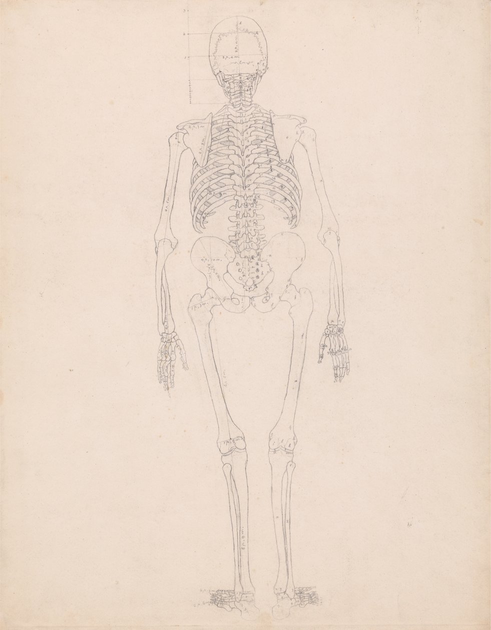 Studie lidské postavy, pohled zezadu, diagram pro klíč k tabulce II, z komparativní anatomické expozice struktury lidského těla s tygrem a drůbeží, kolem 1795-1806 od George Stubbs