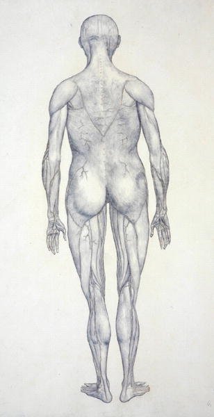 Studie lidské postavy, pohled zezadu, ze srovnávací anatomické expozice stavby lidského těla s tygrem a slepicí, kolem 1795-1806 (grafit na patronovém papíru) od George Stubbs