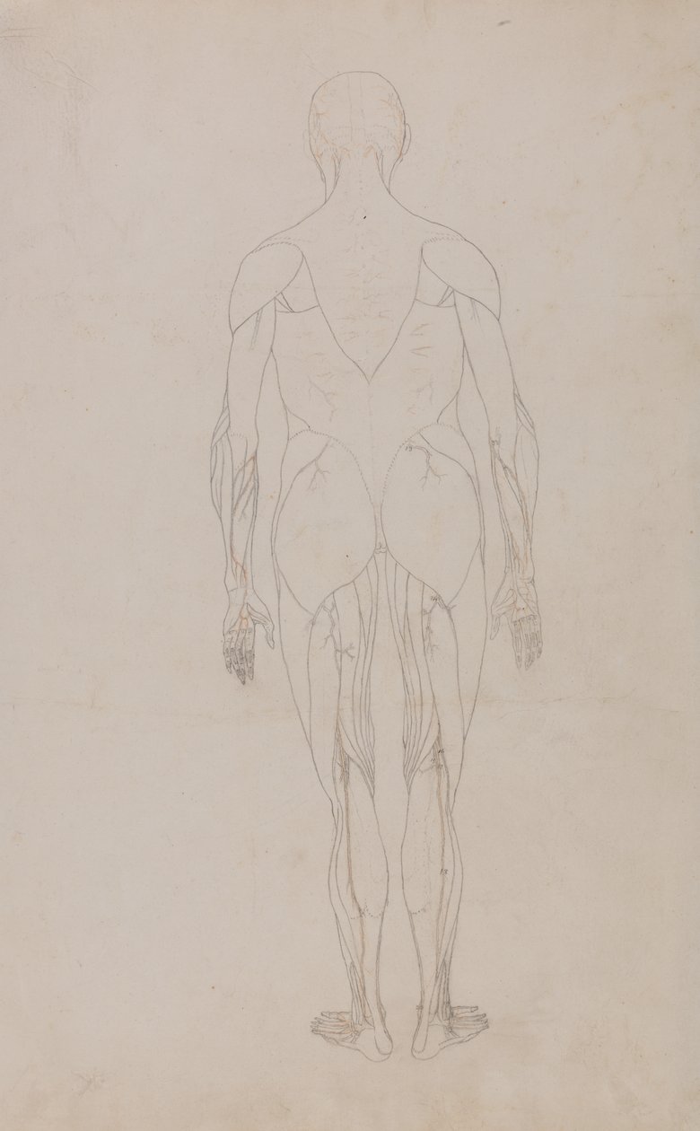Studie lidské postavy, zadní pohled, z komparativní anatomické expozice stavby lidského těla s tygrem a slepicí, kolem 1795-1806 (grafit a inkoust na papíře) od George Stubbs