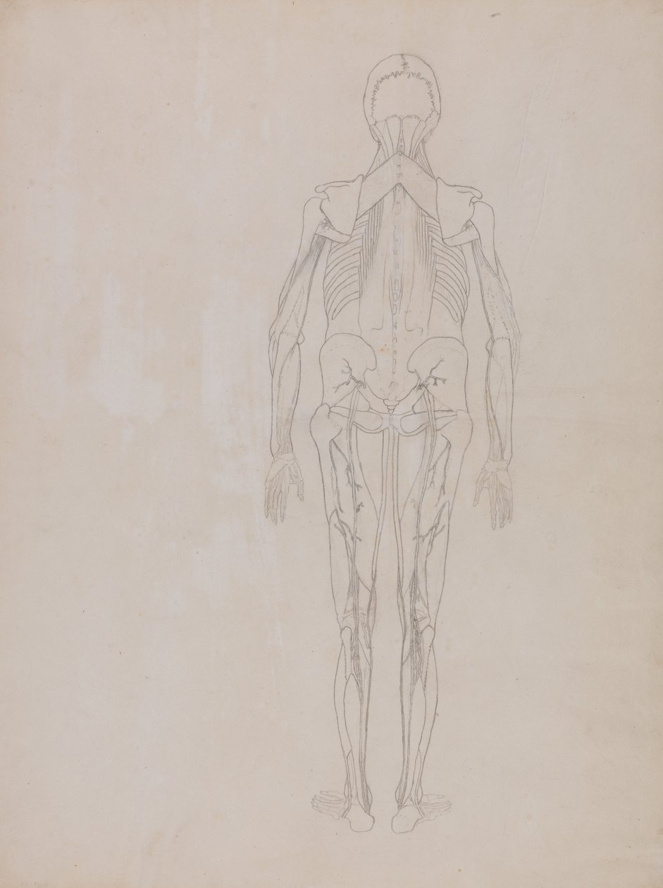 Studie lidské postavy, pohled zezadu, ze srovnávací anatomické expozice stavby lidského těla s tygrem a slepicí, kolem 1795-1806 (grafit na patronovém papíru) od George Stubbs